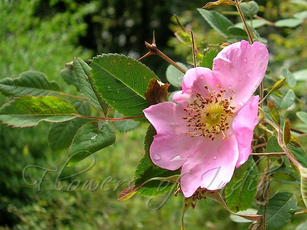 Himalayan Rose